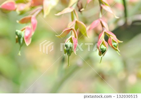 Candelilla, Euphorbia bracteata Jacq or euphorbiaceae or Slipper plant or Slipper spurge or Tall slipper plant Candelilla, Euphorbia bracteata Jacq or euphorbiaceae or Slipper plant or Slipper spurge or Tall slipper plant 132030515