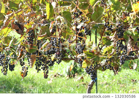 Vineyards, Grape cultivation, Wine grapes, Grape exhibition garden, Hokkaido wine Vineyards, Grape cultivation, Wine grapes, Grape exhibition garden, Hokkaido wine 132030586