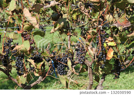 Vineyards, Grape cultivation, Wine grapes, Grape exhibition garden, Hokkaido wine 132030590