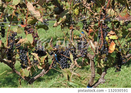 Vineyards, Grape cultivation, Wine grapes, Grape exhibition garden, Hokkaido wine 132030591