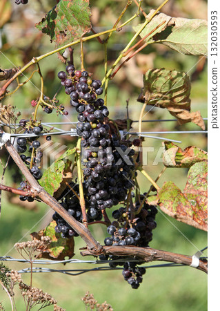 Vineyards, Grape cultivation, Wine grapes, Grape exhibition garden, Hokkaido wine 132030593