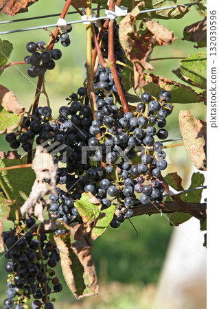 Vineyards, Grape cultivation, Wine grapes, Grape exhibition garden, Hokkaido wine 132030596