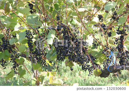 Vineyards, Grape cultivation, Wine grapes, Grape exhibition garden, Hokkaido wine Vineyards, Grape cultivation, Wine grapes, Grape exhibition garden, Hokkaido wine 132030600