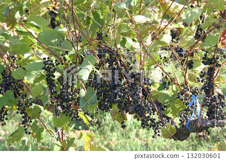 Vineyards, Grape cultivation, Wine grapes, Grape exhibition garden, Hokkaido wine 132030601