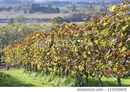 葡萄園、葡萄種植、葡萄釀造、葡萄展覽園、北海道葡萄酒 葡萄園、葡萄種植、葡萄釀造、葡萄展覽園、北海道葡萄酒 132030605