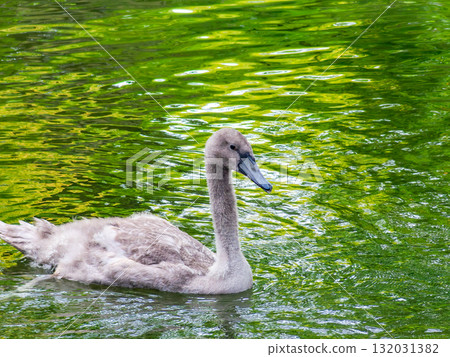 Kurashiki Bikan District, a historically rich and picturesque area along the Kurashiki River Kurashiki Bikan District, a historically rich and picturesque area along the Kurashiki River 132031382