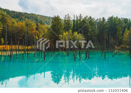 The fantastic scenery of the Shirogane Blue Pond in Biei, Hokkaido 132031406