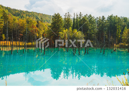The fantastic scenery of the Shirogane Blue Pond in Biei, Hokkaido 132031416