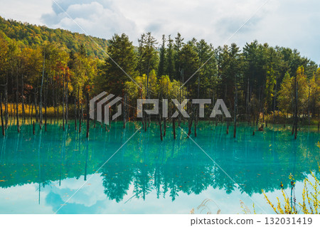 The fantastic scenery of the Shirogane Blue Pond in Biei, Hokkaido The fantastic scenery of the Shirogane Blue Pond in Biei, Hokkaido 132031419