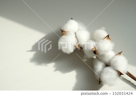 Cotton Flower 132031424