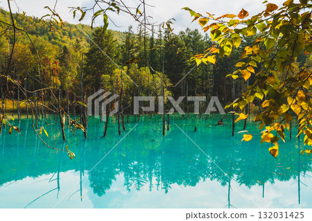 The fantastic scenery of the Shirogane Blue Pond in Biei, Hokkaido 132031425