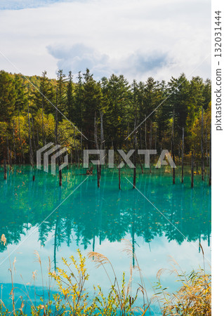 The fantastic scenery of the Shirogane Blue Pond in Biei, Hokkaido The fantastic scenery of the Shirogane Blue Pond in Biei, Hokkaido 132031444