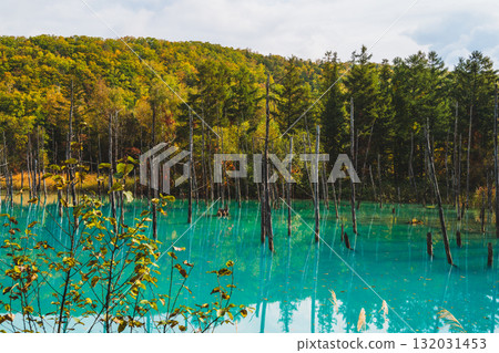 北海道美瑛的白金青池的夢幻風景 132031453