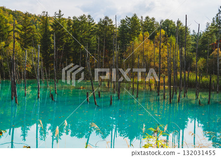 北海道美瑛的白金青池的夢幻風景 132031455