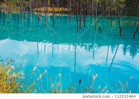 北海道美瑛的白金青池的夢幻風景 北海道美瑛的白金青池的夢幻風景 132031464