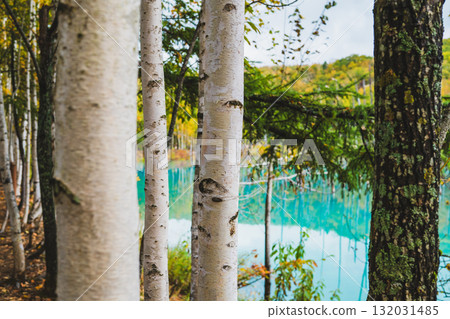 The fantastic scenery of the Shirogane Blue Pond in Biei, Hokkaido 132031485