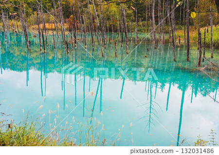 The fantastic scenery of the Shirogane Blue Pond in Biei, Hokkaido 132031486