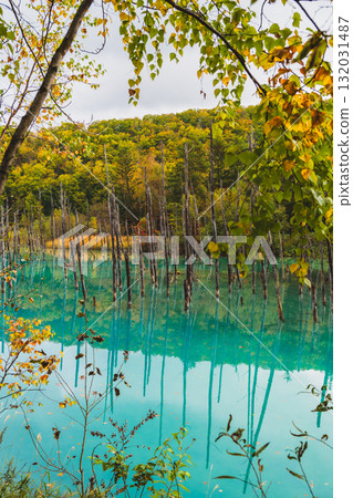 北海道美瑛的白金青池的夢幻風景 132031487