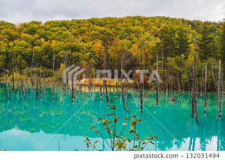 北海道美瑛的白金青池的夢幻風景 北海道美瑛的白金青池的夢幻風景 132031494