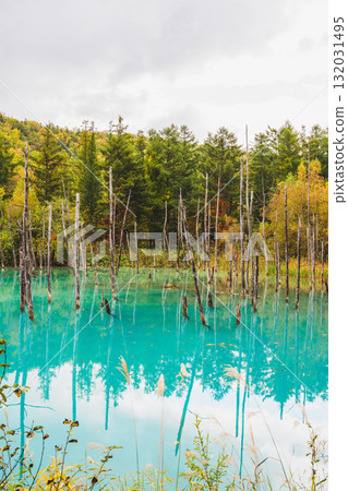 北海道美瑛的白金青池的夢幻風景 132031495