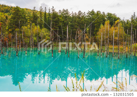 The fantastic scenery of the Shirogane Blue Pond in Biei, Hokkaido The fantastic scenery of the Shirogane Blue Pond in Biei, Hokkaido 132031505