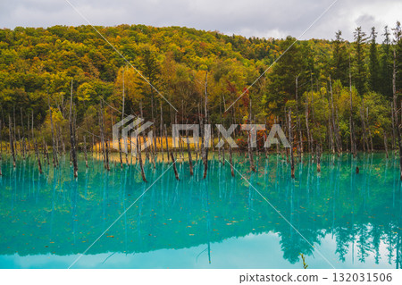 北海道美瑛的白金青池的夢幻風景 北海道美瑛的白金青池的夢幻風景 132031506