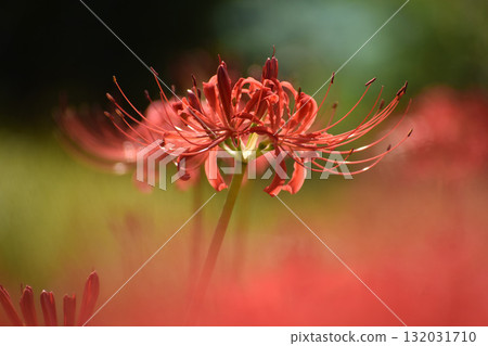 Bright red red spider lilies add color to autumn 132031710