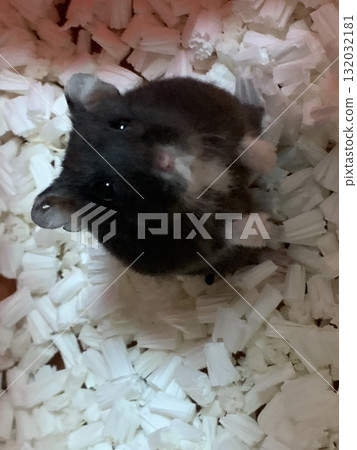 真正的黑色 Djungarian 黑豆 132032181