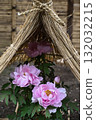 Winter peony flowers and straw enclosure 132032215