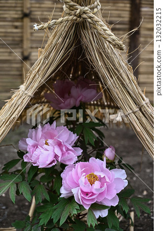 Winter peony flowers and straw enclosure 132032215