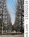 Poplar trees in winter 132032216