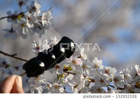 Cherry blossoms and sesame dumplings 132032338