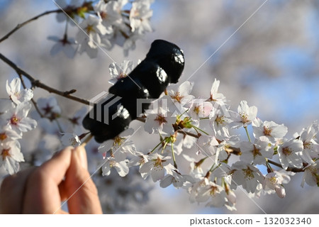 Cherry blossoms and sesame dumplings 132032340