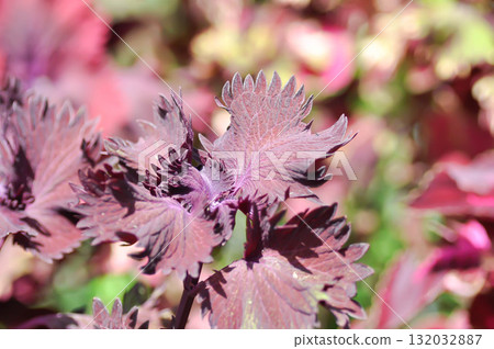 Coleus, Labiatae, Lamiaceae or Painted Nettle or Plectranthus scutellarioides or Solenostemon scutellarioides or red leaf or wind color leaf or maroon color leaf 132032887