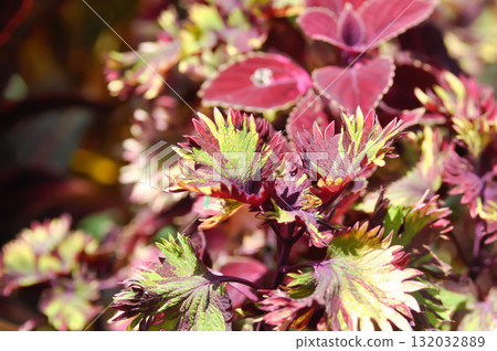 Coleus, Labiatae, Lamiaceae or Painted Nettle or Plectranthus scutellarioides or Solenostemon scutellarioides or red leaf or wind color leaf or maroon color leaf or red and yellow leaf Coleus, Labiatae, Lamiaceae or Painted Nettle or Plectranthus scutellarioides or Solenostemon scutellarioides or red leaf or wind color leaf or maroon color leaf or red and yellow leaf 132032889