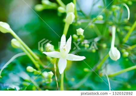 Cork tree, Indian cork tree or Millingtonia hortensis Linn or BIGNONIACEAE or white flower Cork tree, Indian cork tree or Millingtonia hortensis Linn or BIGNONIACEAE or white flower 132032892
