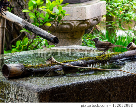 倉敷美觀地區歷史悠久、風景如畫的街道:野鳥造訪新溪園的水池 倉敷美觀地區歷史悠久、風景如畫的街道:野鳥造訪新溪園的水池 132032998