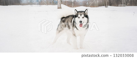 Alaskan Malamute Playing Outdoor In Snow, Winter Season. Playful Pets Outdoors 132033008