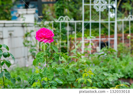 Morning dew on a blooming red rose Morning dew on a blooming red rose 132033018
