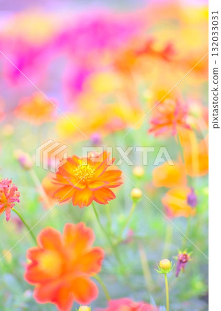 Soft and fluffy photos of yellow cosmos Soft and fluffy photos of yellow cosmos 132033031