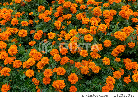 vibrant texture of marigolds 132033083
