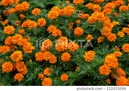 vibrant texture of marigolds 132033084