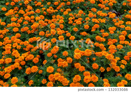 vibrant texture of marigolds 132033086