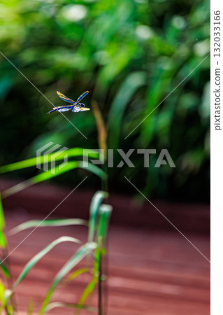 A spotted dragonfly glittering in the summer light 132033166
