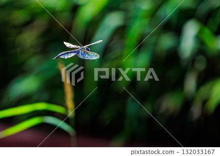 A spotted dragonfly dancing among the greenery 132033167