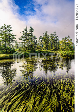Light and greenery swaying on the surface of the marsh Light and greenery swaying on the surface of the marsh 132033175