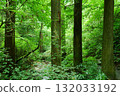 綠色森林 132033192