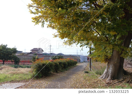 盆栽之鄉安行町的秋天（埼玉縣川口市） 132033225