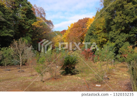 Autumn in Angyo, the village of bonsai trees (Kawaguchi City, Saitama Prefecture) Autumn in Angyo, the village of bonsai trees (Kawaguchi City, Saitama Prefecture) 132033235