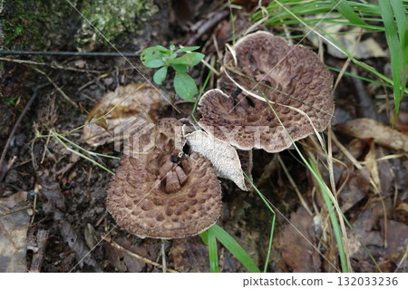 A large mushroom, the Kotake, appears in the autumn forest. A large mushroom, the Kotake, appears in the autumn forest. 132033236
